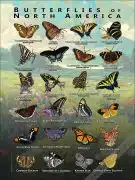 Butterflies of North America Poster