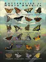 Butterflies of North America Poster