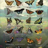Butterflies of North America Poster