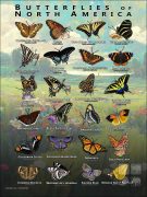 Butterflies of North America Poster