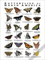 Butterflies of North America Poster - Wildlife Art - Image 2