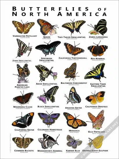 Butterflies of North America Poster - Wildlife Art - Image 2