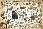 Mammals of California poster print