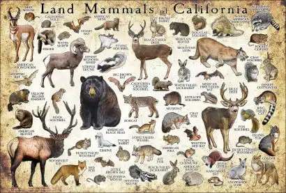 Mammals of California poster print