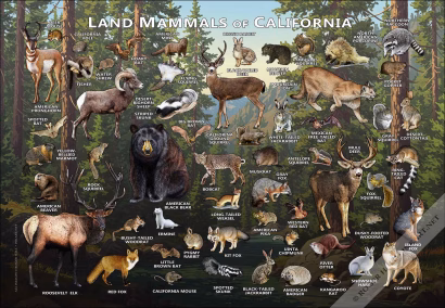 Land Mammals of California Poster Print - Image 3