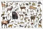Mammals of California poster