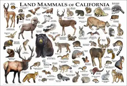 Mammals of California poster