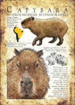Capybara poster