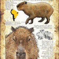 Capybara poster