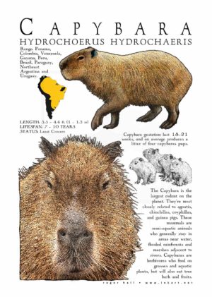 Capybara (Hydrochoerus hydrochaeris)