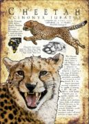 Cheetah poster