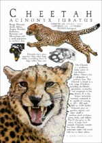 Cheetah poster