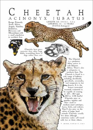 Cheetah poster