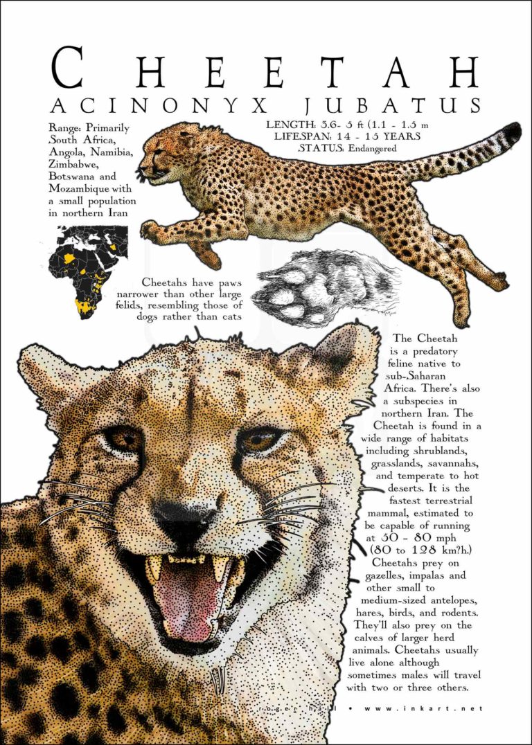 Cheetah Poster Print / Infographic