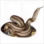 Coastal Rosy Boa illustration