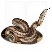 Coastal Rosy Boa illustration