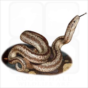 Coastal Rosy Boa illustration