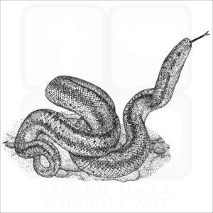 Coastal Rosy Boa black and white illustration
