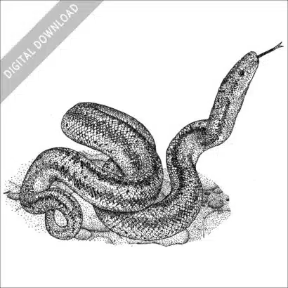 Coastal Rosy Boa black and white stock image
