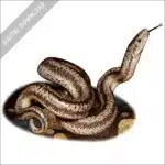 Coastal Rosy Boa stock art image