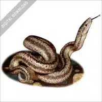 Coastal Rosy Boa stock art image