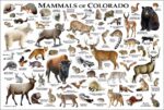 Mammals of Colorado poster