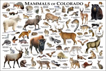 Mammals of Colorado poster