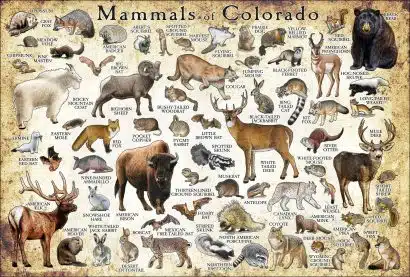 Mammals of Colorado poster