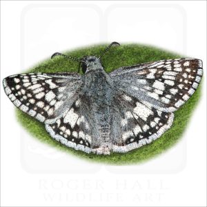 Common Checkered Skipper illustration