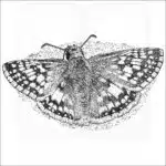 Common Checkered Skipper black and white drawing