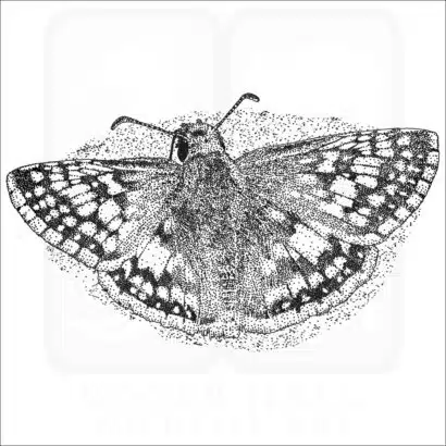 Common Checkered Skipper black and white drawing
