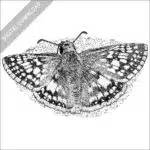 Common Checkered Skipper black and white stock image