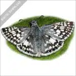 Common Checkered Skipper stock image