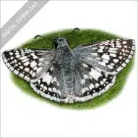 Common Checkered Skipper stock image