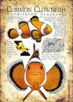 Common Clownfish poster