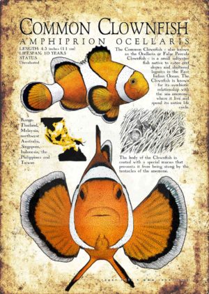 Common Clownfish poster