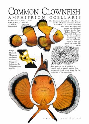 Common Clownfish Poster