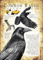 Common Raven Poster