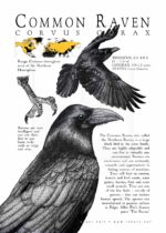 Common Raven Poster