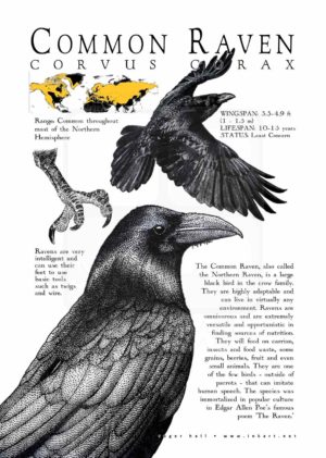 Common Raven Poster