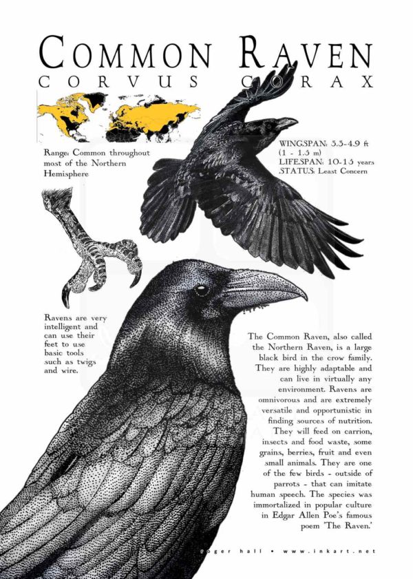 Common Raven Poster