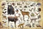 Mammals of Connecticut poster