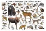 Mammals of Connecticut poster print