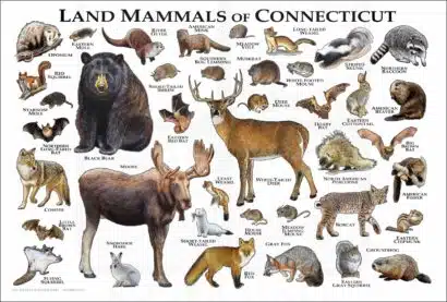 Mammals of Connecticut poster print