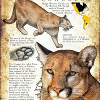 Cougar poster