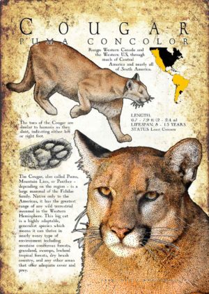 Cougar poster