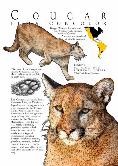 Cougar poster