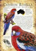 Crimson Rosella Poste