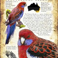 Crimson Rosella Poste