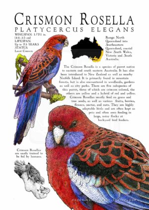 Crimson Rosella Poster